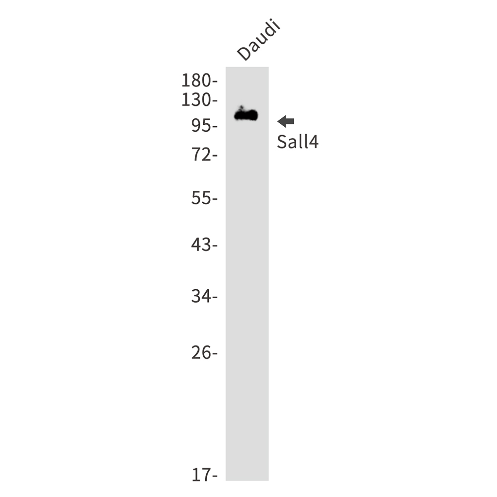 Sall4 Rabbit mAb